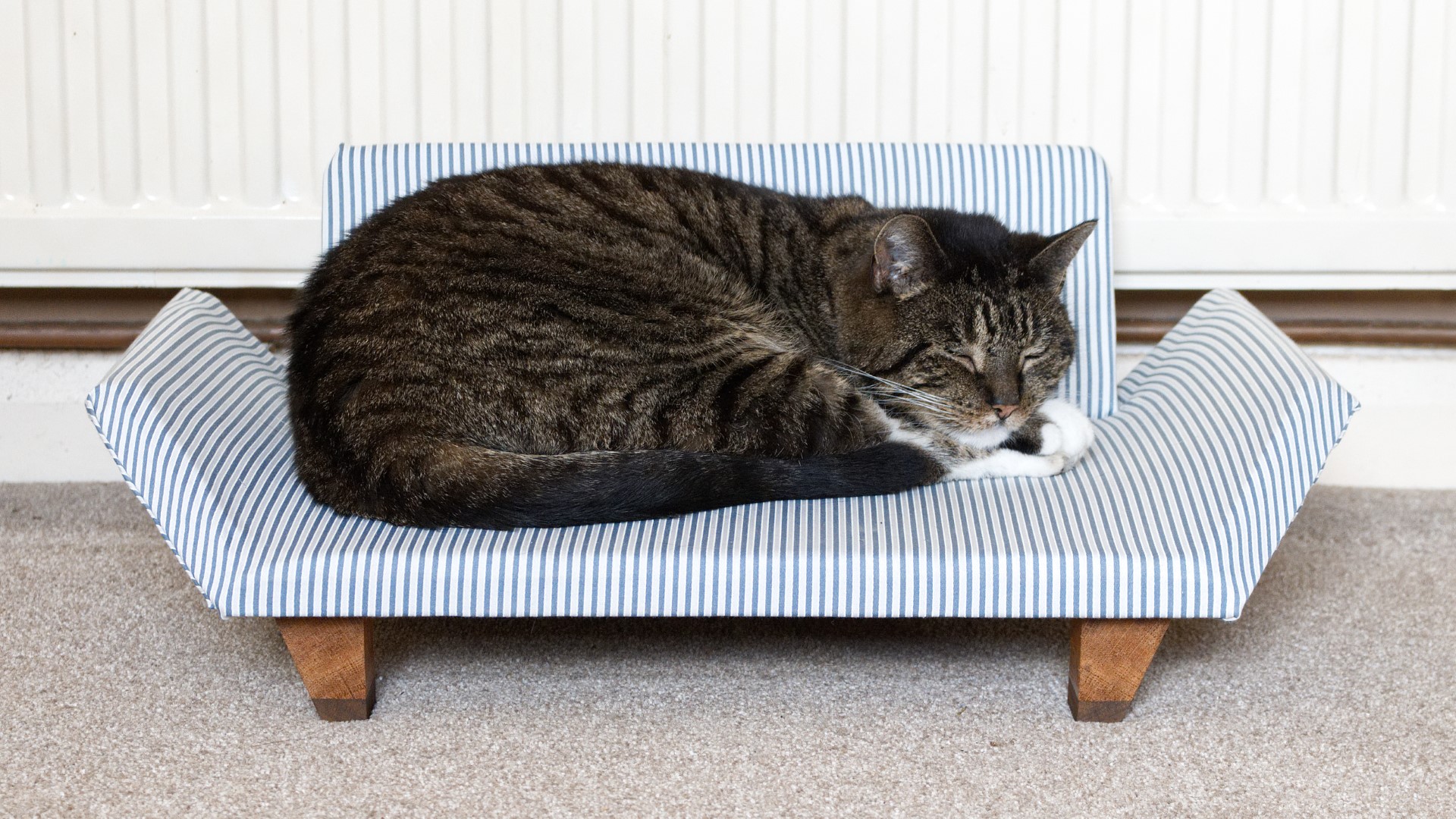 Cat sofa розовые. Кошка софа. Котик на диване. Cat Sofa кроссовки. Кот на диване отвернулся.
